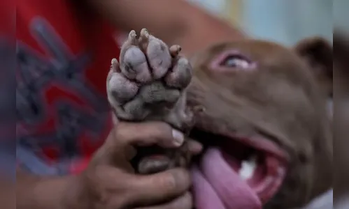 Pitbull é encontrado morto a tiros após casa ser revirada em assalto