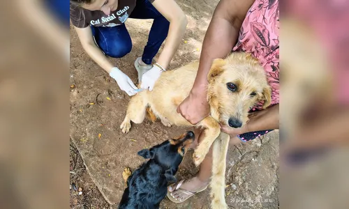Prefeitura de Arapongas vacina 420 cães e gatos contra a raiva em 2025
