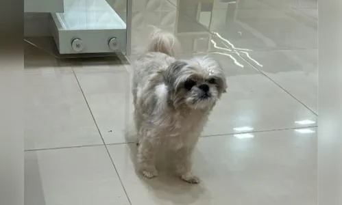 Família procura por cachorra de 9 anos que desapareceu no Casarin em Apucarana