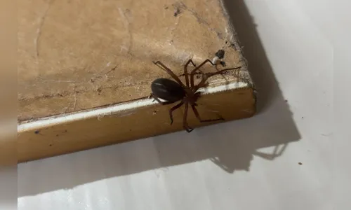 Saúde alerta para cuidados com aranhas no verão
