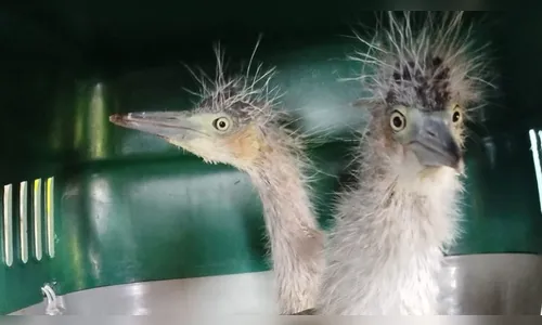 Filhotes de siriemas em situação de risco são capturados em Arapongas