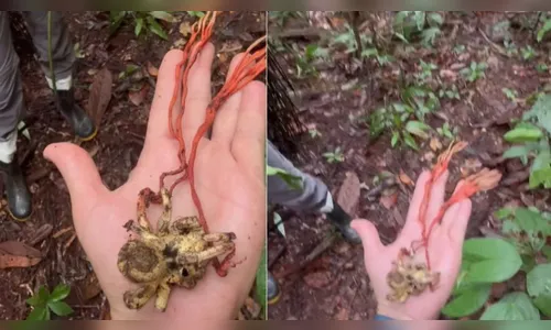 Pesquisadores encontram tarântula infectada por fungo 