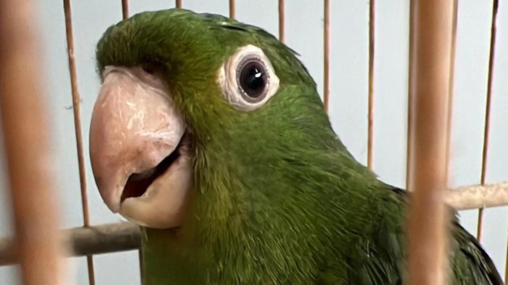 Maritaca capturada em Arapongas