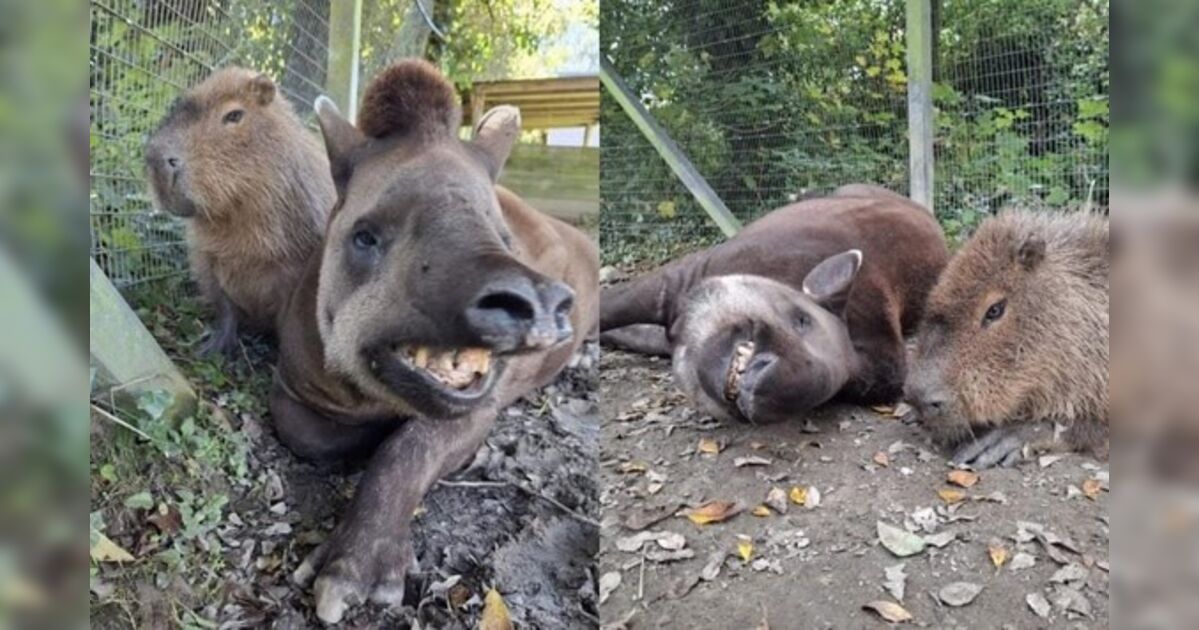 revistapazes.com - V&iacute;nculo raro entre capivara e anta brasileira leva zool&oacute;gico a tomar atitude incomum