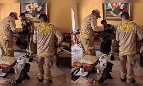 Gato invade residência por dois dias e idosa aciona Corpo de Bombeiros no PR