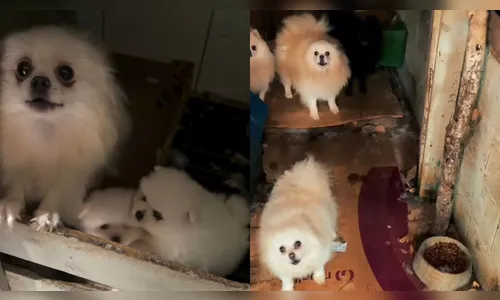 Polícia resgata 39 cães de raça em canil clandestino no Paraná