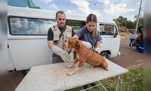 Apucarana vacina cães e gatos contra raiva nesta quinta (05) na Praça da Catedral