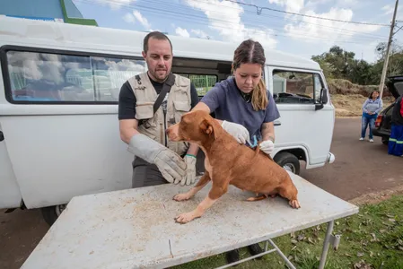 A recomendação é que os tutores levem a carteirinha de vacinação do animal para registro, mas a ausência do documento não impedirá a imunização