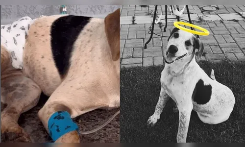Violência contra animais: cachorro comunitário é morto a tiros no Paraná