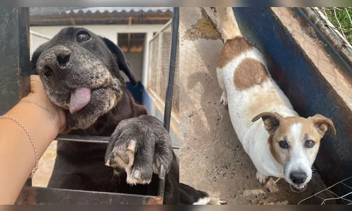 Maus-tratos a animais caem em Apucarana, mas 2026 já preocupa