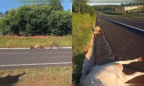 Acidente com gado na BR-376 deixa feridos e sete animais mortos no PR