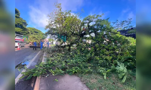 Queda de árvore interdita via e mobiliza equipes na Avenida Minas Gerais