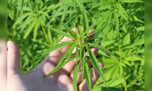 Anvisa permite cultivo de cannabis medicinal e libera venda do canabidiol em farmácias