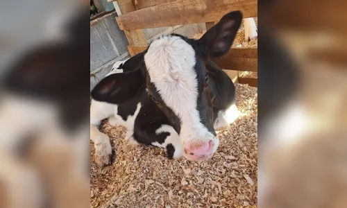 Ladrões usam Fiat Uno para furtar bezerros em série na zona rural de Cambira