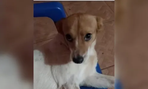 Cadela é retirada de poço antigo por bombeiros em Foz do Iguaçu; veja