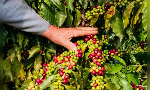 Café de Apucarana conquista selo de elite e entra para grupo exclusivo no Paraná