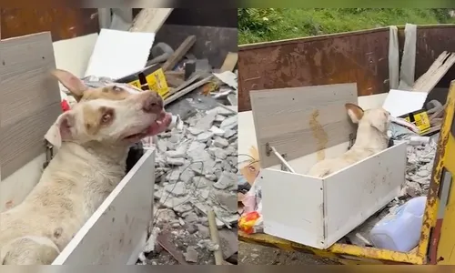 Cão é resgatado após ser abandonado para morrer em caçamba de lixo no PR