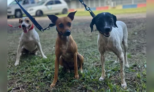 CastraPet vai beneficiar cães e gatos de 42 cidades do Paraná em fevereiro