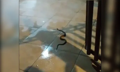Moradora se assusta ao encontrar cascavel dentro de casa em Apucarana; veja o vídeo