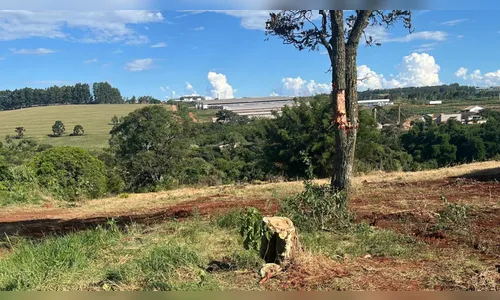 Corte de árvores nativas na Colônia Esperança resulta em multa de R$ 5 mil