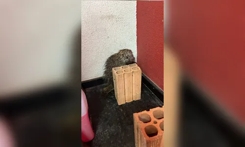 Ouriço é capturado no Jardim Santo Antônio em Arapongas