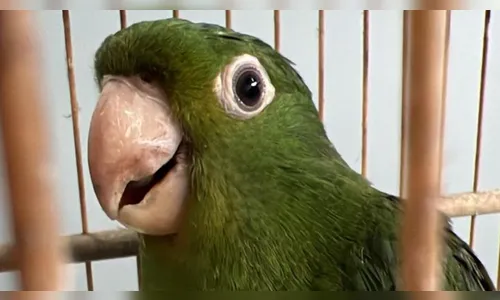 Coruja, maritacas e gambá são capturados em Arapongas