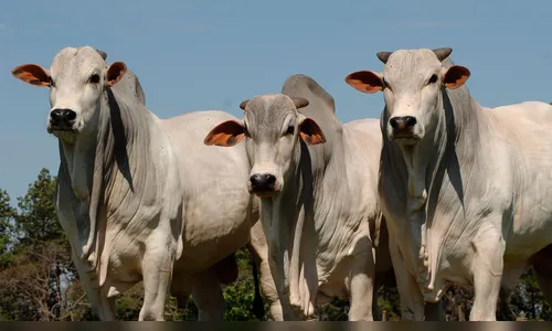 Entenda por que o pênis bovino chega a valer US$ 6 mil a tonelada no exterior