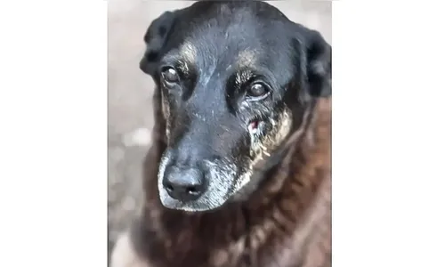 Adolescentes suspeitos de matar o cão Orelha voltam ao Brasil