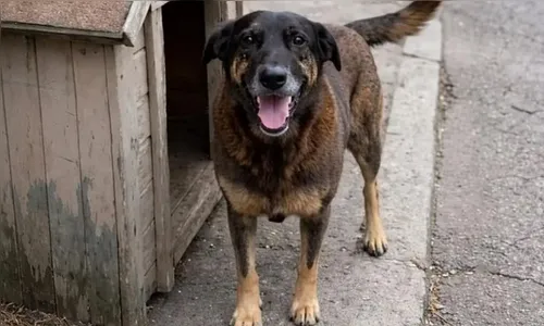 Polícia Civil identifica adolescente como autor da morte do cão Orelha em SC