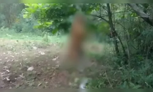 Homem é preso por suspeita de matar cachorro enforcado no Paraná