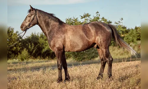 Idoso morre após ser atingido por coice de cavalo em rancho no Paraná