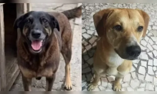 Cão Orelha: polícia diz que adolescentes tentaram afogar outro cachorro em praia de SC
