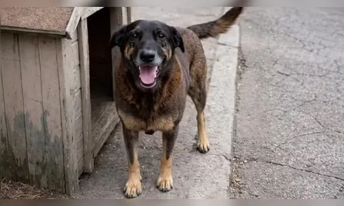 Cão Orelha: polícia apreende passaporte de adolescente suspeito pelas agressões