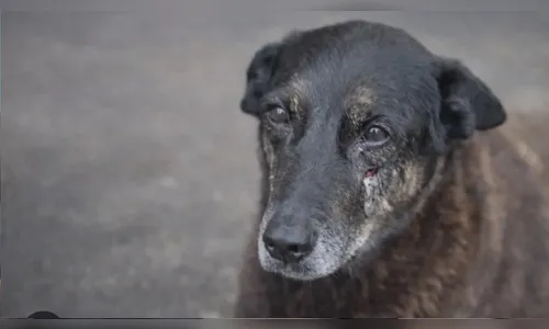 Caso Orelha: o que se sabe até agora sobre a morte do cão em SC