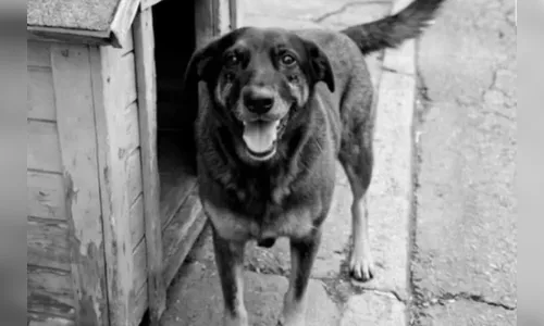 Cão Orelha: pais de adolescentes são indiciados por coagir testemunhas