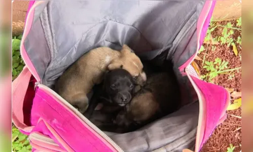 Filhotes de cachorro são abandonados dentro de mochila em calçada de Londrina