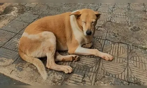 Querida por moradores, cadela Dara morre após atropelamento em Ivaiporã