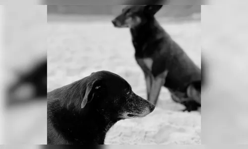 Morre Pretinha, a cadela comunitária companheira do cão Orelha em SC