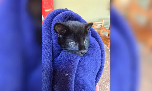 Filhote de gato-do-mato melânico é atropelado e resgatado em Cornélio Procópio
