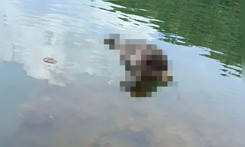 Homem confessa relações sexuais com animais e que matava cães para comer no PR