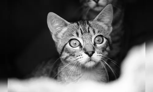 Vizinho ameaça matar gatos e ataca crença religiosa de moradora em Arapongas