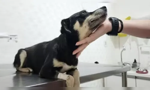 Cachorra prenha é enterrada viva em SC; polícia investiga mulher e adolescentes