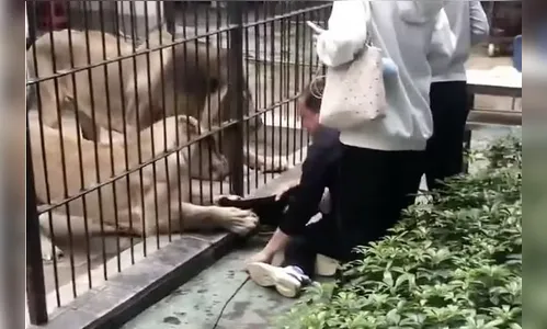 Menina de 10 anos é atacada por leoa em zoológico na China