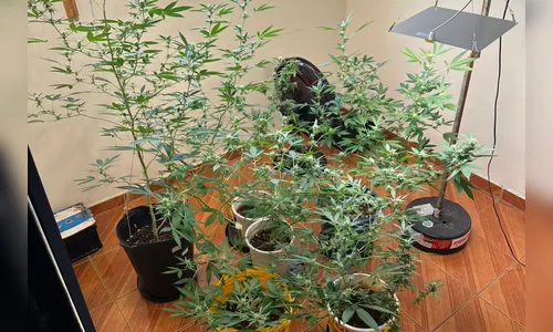 PCPR localiza laboratório de produção de maconha e prende homem em Londrina
