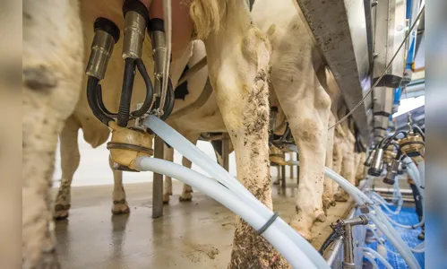 Trabalhador morre eletrocutado em sala de ordenha em Santa Catarina