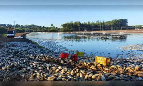 Queda de energia mata 900 toneladas de tilápias e gera prejuízo de R$ 9 milhões no Paraná
