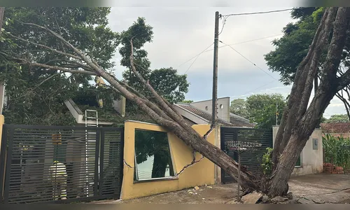 Árvore cai em cima de casa e mobiliza Sema, Bombeiros e Copel em Apucarana