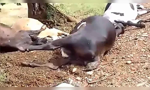 Raio mata quatro vacas e um touro em propriedade rural de Ivaiporã; veja vídeo