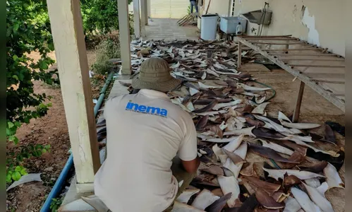 Polícia apreende 1,5 tonelada de barbatana de tubarão no interior da Bahia