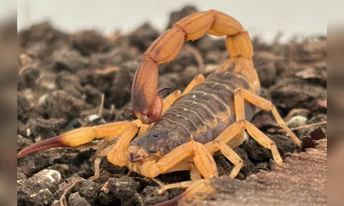 Estado intensifica alerta para evitar acidentes com escorpiões